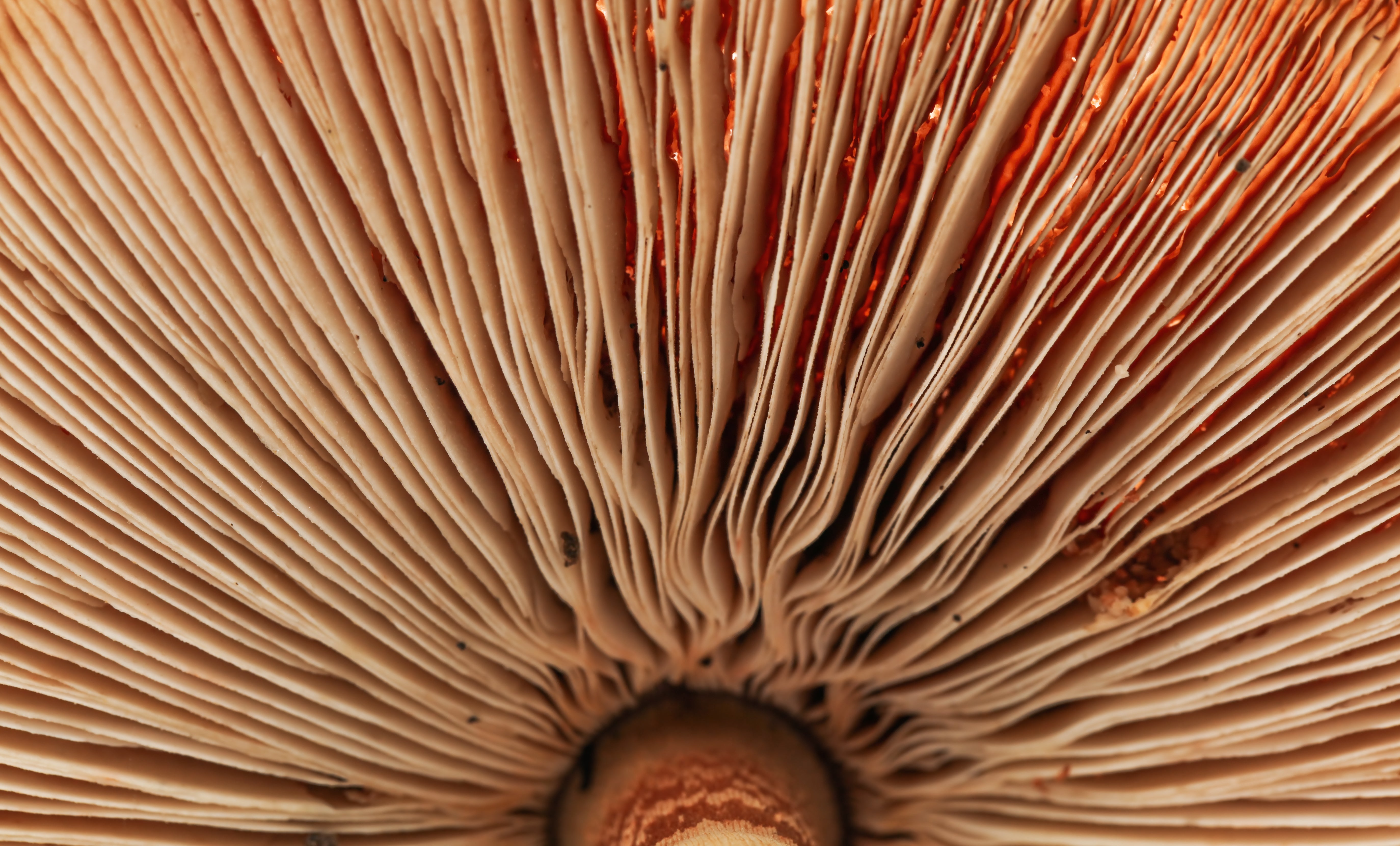 The Holistic Science of Cordyceps: Wellness from Nature